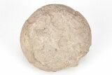 Oligocene Aged Fossil Turtle Egg - Wyoming #208353-1